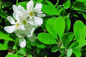 Exochorda