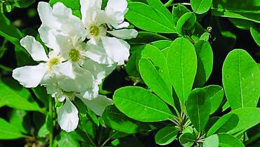 EXOCHORDA