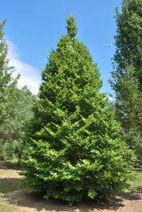 fagus-nothofagus