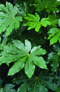 Fatsia