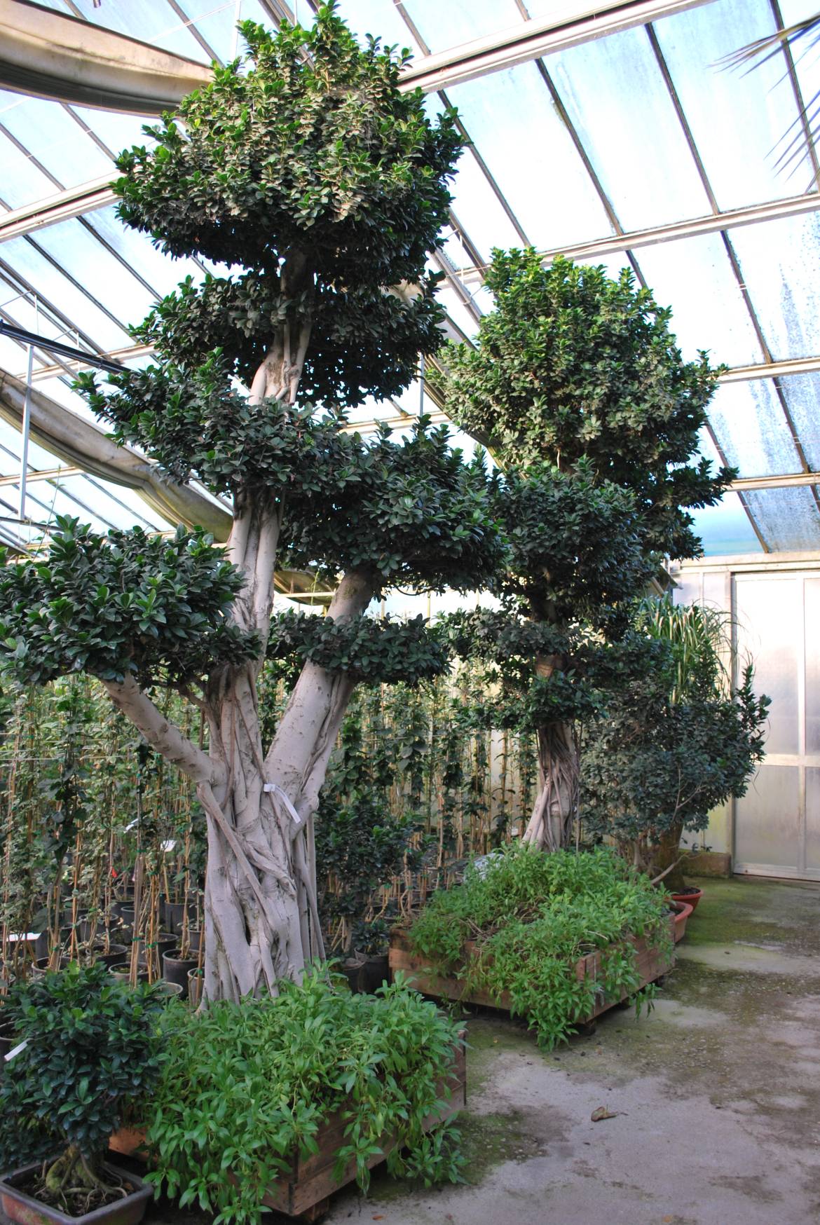 Ficus-8.jpg