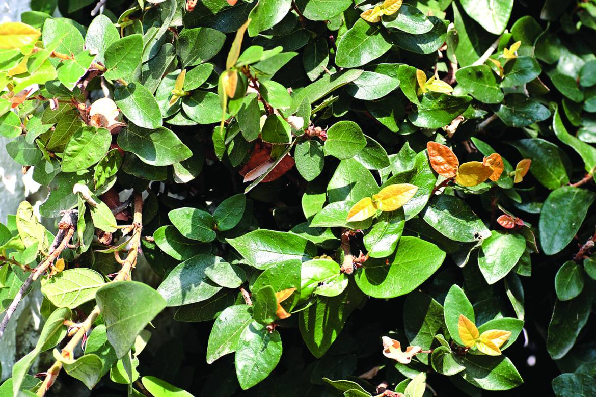 Ficus-pumila-001.jpg