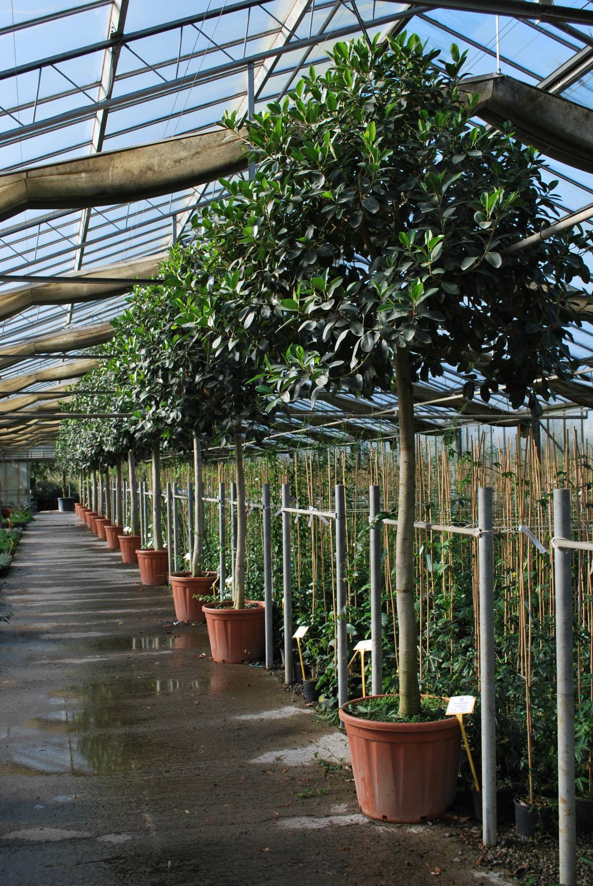 Ficus-rubiginosa-australis-6.jpg