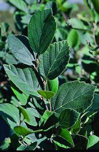 fothergilla