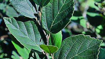 FOTHERGILLA