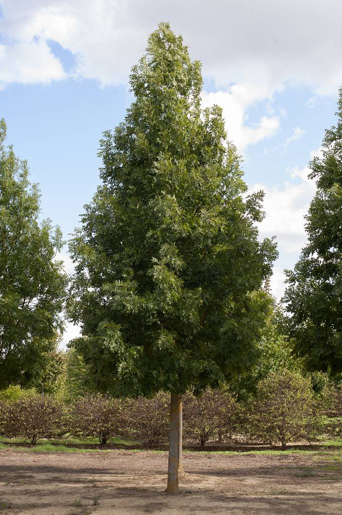 FRAXINUS - Catalogo Margheriti