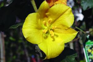 fremontodendron