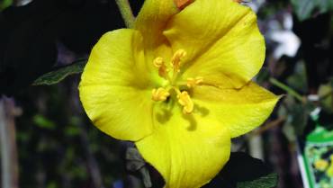 FREMONTODENDRON