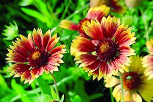 gaillardia