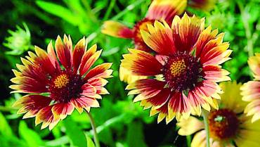 GAILLARDIA