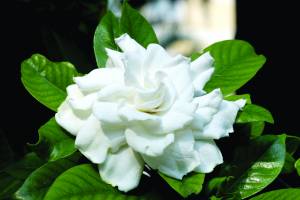 gardenia