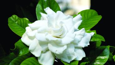 GARDENIA