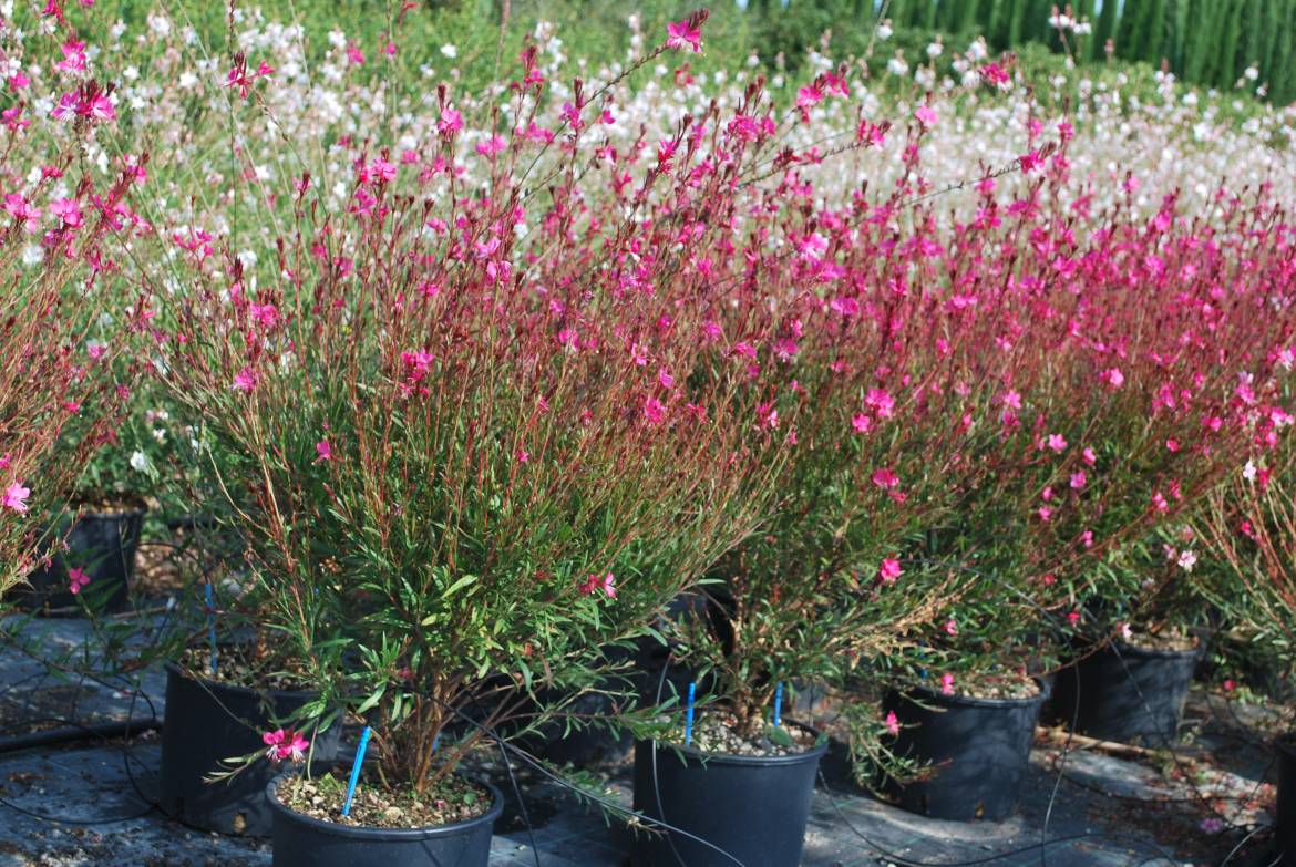 Gaura-lindheimeri-Siskiyou-pink-.jpg