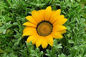 gazania