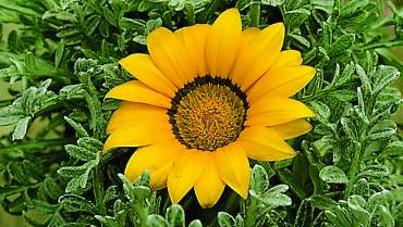 GAZANIA