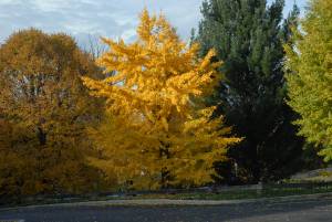 ginkgo