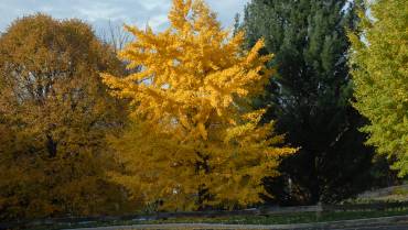 GINKGO