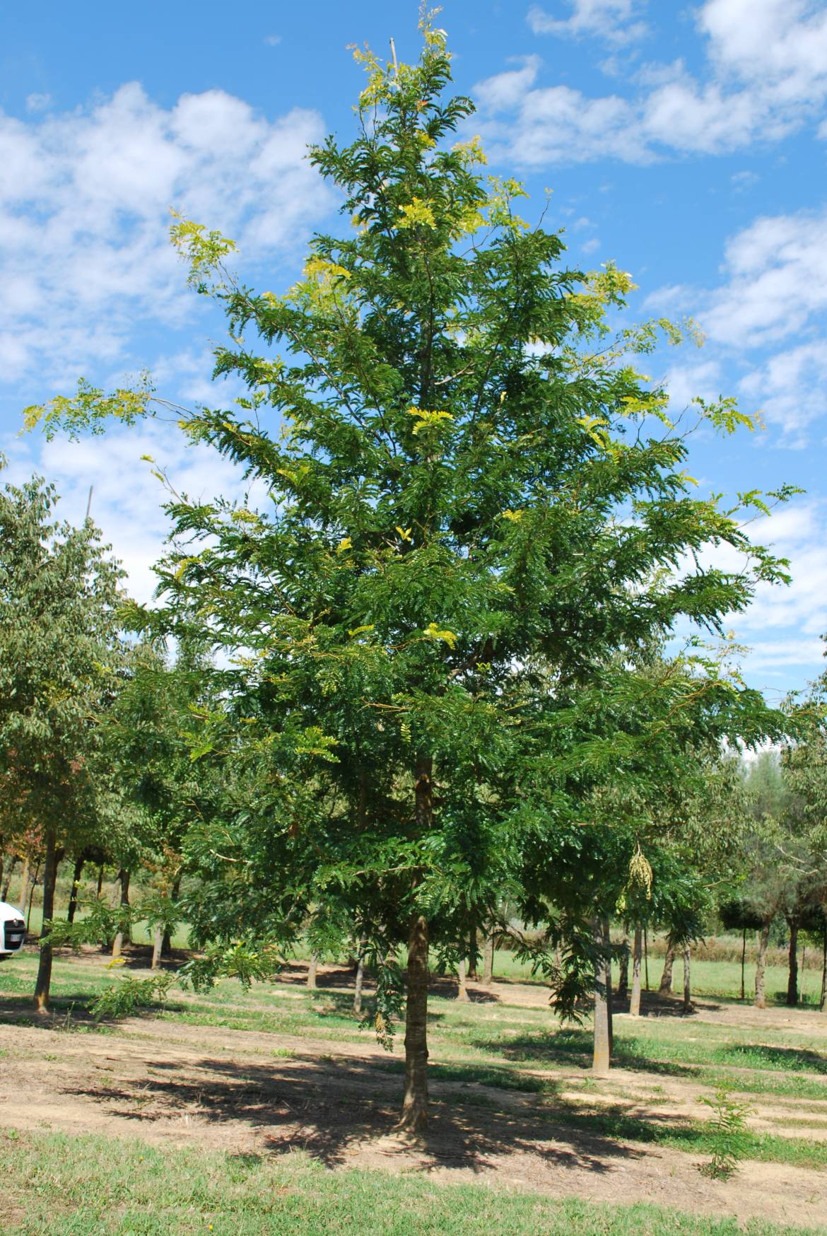 Interesting Info About Gleditsia Triacanthos Skyline