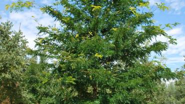 GLEDITSIA