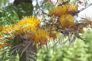 grevillea