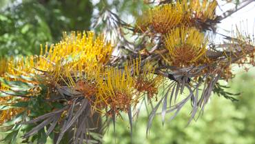 GREVILLEA