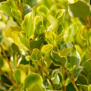 griselinia