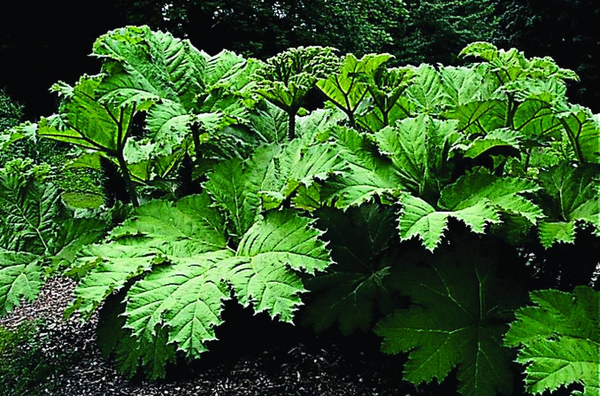 Gunnera-manicata.jpg