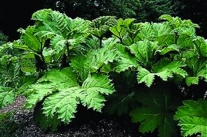 gunnera