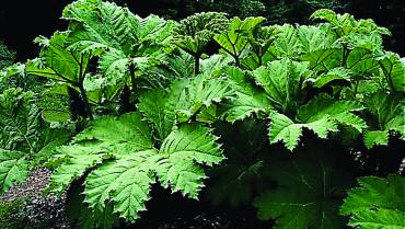 GUNNERA