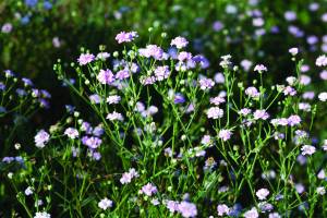 gypsophila