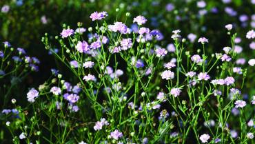 GYPSOPHILA