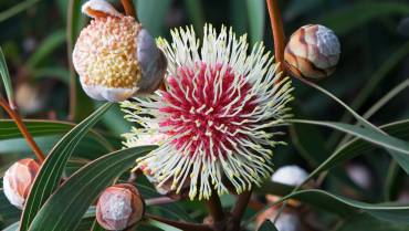 HAKEA