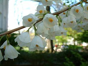 halesia