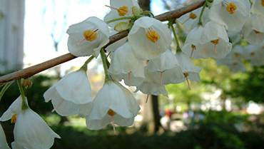 HALESIA