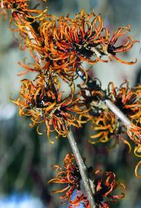 hamamelis