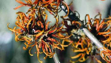 HAMAMELIS