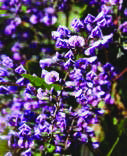 HARDENBERGIA