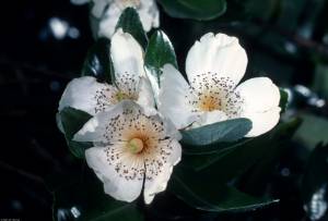 eucryphia