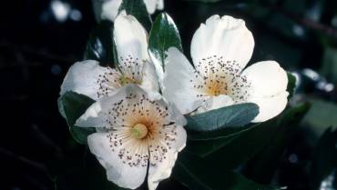 EUCRYPHIA