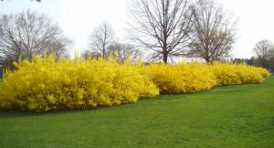 forsythia