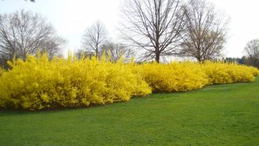 FORSYTHIA