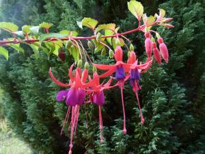 Fuchsia