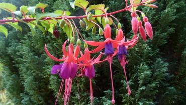 FUCHSIA