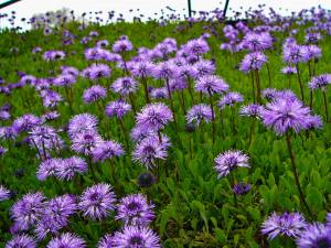 globularia