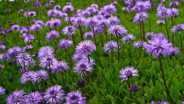 GLOBULARIA