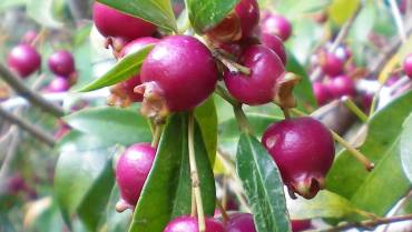 CILIEGIA DEL BRASILE / BRAZILIAN CHERRY / CERISIER DE CAYENNE