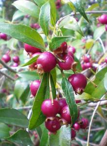 syzygium