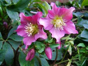 helleborus