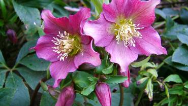 HELLEBORUS