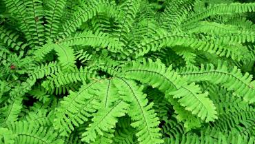 ADIANTUM